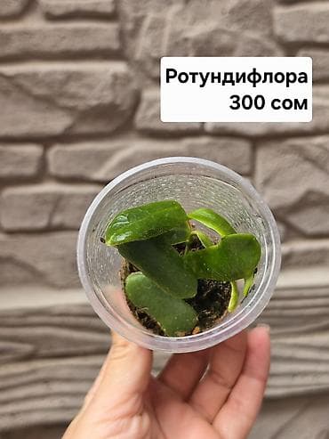 Дом и сад: Хойи
Цены и названия на фото — 9