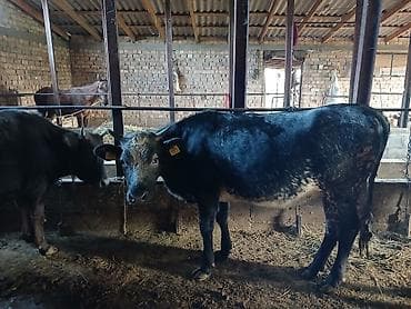 голуби животное: Продаю | Бык (самец) | На откорм | Привязанные — 9
