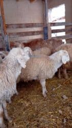 продам бу оборудование для птицефабрики: Продаю | Ягненок, Баран (самец) | Полукровка | На забой, Для разведения, Для шерсти | Кастрированные — 4