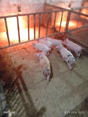 корейские куры: Продаю | Поросенок | На забой — 3