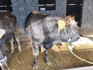 эркек ит: Сатам | Бука (эркек), Кунаажын | Алатоолук | Бордоп семиртүү үчүн, Союуга, Көбөйтүү үчүн | Асыл тукумдуу, Жасалма уруктандырылган — 7