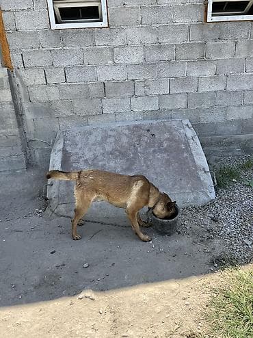 умная собака: Овчарка, 1 год, Самец — 10