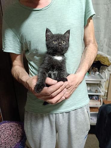 котяти: Котята. Домашние. Ищем надёжные,добрые ручки. Два мальчика и девочка — 1