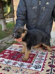 для быков: Немецкая овчарка, 1 месяц, Самец, С прививкой, С родословной — 3