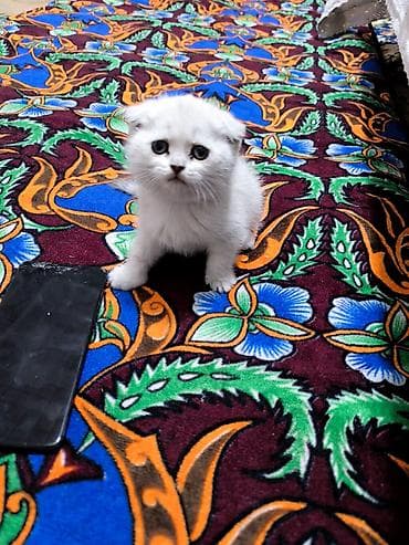 кошка каракол: Шотландский вислоухий котёнок (Scottish Fold) - Окрас: серебристый — 1