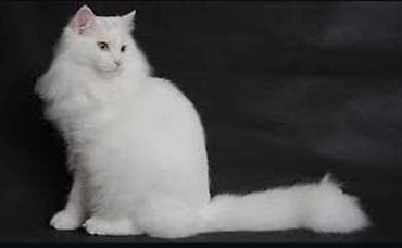 Үй жаныбарлары: 4 денёк уже родились котёнки 6 штуков они успокоительное, здоровье — 1