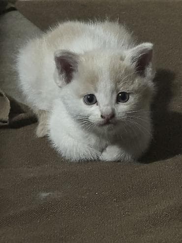 рыжая кошка: Котята, 2 мальчика и 1 девочка котята цвета серо белый кремовый с — 2