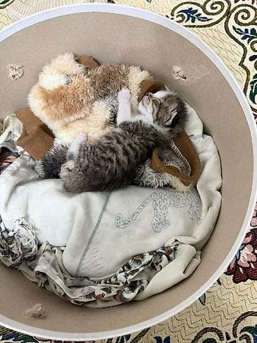 кошки сиямские: Отдадим котенка в хорошие и добрые руки!Нашли в городе возле — 1