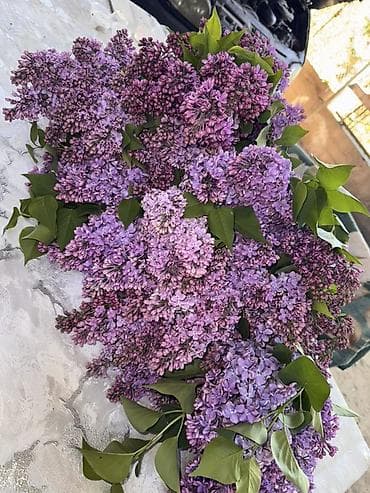 Букет сирени (срезанные ветки) - Пышные соцветия от