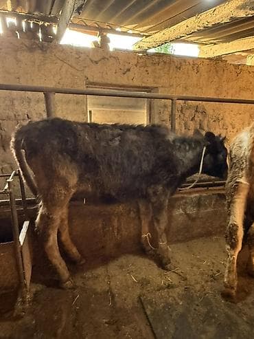 богоз кой: Продаю | Музоо, торпок | Полукровка | На откорм | Привязанные — 3