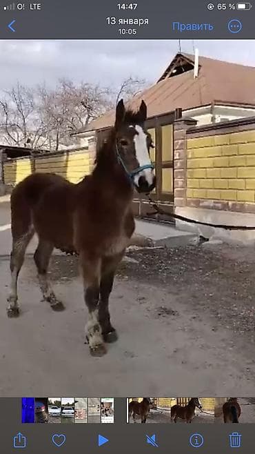 купить собаку хаски: Продаю | Жеребенок | Полукровка | Конный спорт — 3