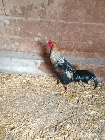 Ветеринар кызматы: Продаю петуха бойцевой Дакан молодой — 2