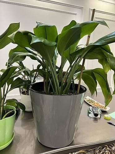 bamboo lab: Амазонская лилия несколько горшков. Очень много видов комнатных — 1
