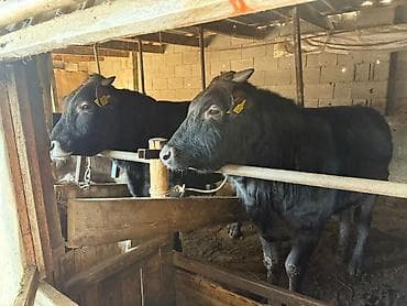 Продаю | Бык (самец) | Полукровка | На откорм | Привязанные