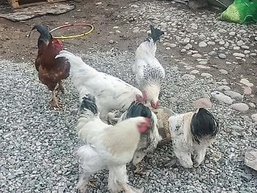 брама лаванда: Продаю | Петух | Брама | Для разведения — 8