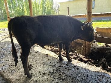 байтал минги: Продаю | Бык (самец) | На откорм | Привязанные — 3