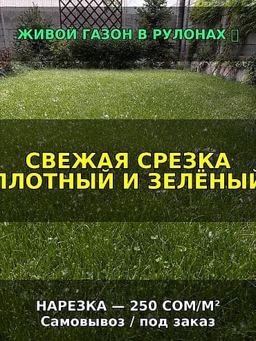 натуральный газон цена: Живой рулонный газон - Свежая срезка: плотный, насыщенно‑зелёный — 1