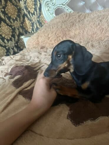 мопс бишкек: Такса мини (гладкошерстная), чёрно-подпалый окрас девочка — 2