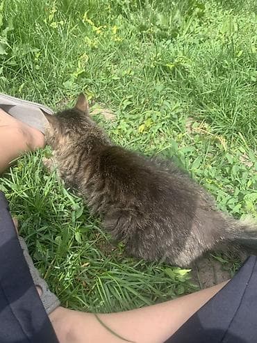 коты бесплатные: Кошка даром: Беспородная, 6 месяцев, Девочка, Приучена к лотку — 4