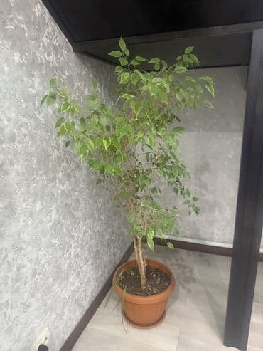 лак для брусчатки бишкек: Цветок — 2