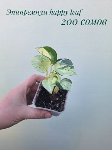 покупка деревьев: ● Комнатные растения (укоренённые черенки, молодые растения, взрослые — 11