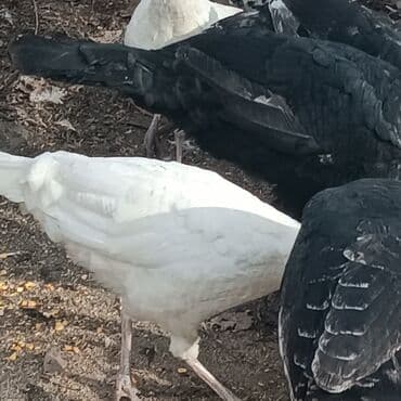 продать животных: Продаю | Петух | Домашняя | На забой — 3