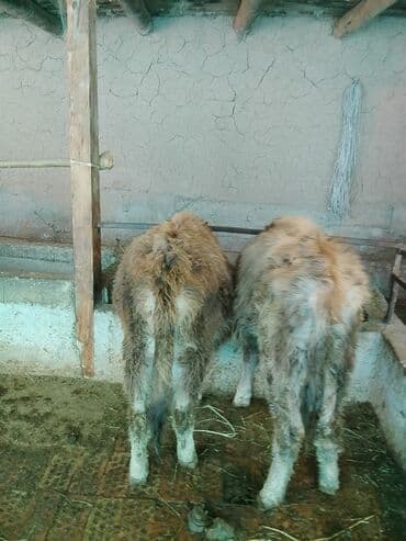 продаю лошадь: Продаю | Тёлка | Полукровка, Алатауская | Для разведения | После отела — 3