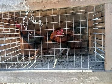 дакан кораз: Продаю | Петух | Для разведения — 2