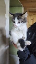 отдам даром вислоухого котенка: Мышык бекер берилет: Породасыз, 3 айлык, Ургаачы, Лотокко барууга үйрөтүлгөн — 2