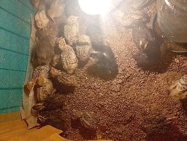 Продаю недельных перепелят домашних
