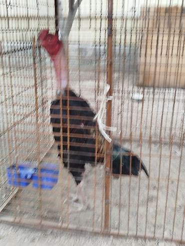 детский самокат: Дакан короздор сатылат алмашу жолдору бар домашний тооко алмашам адрес — 3