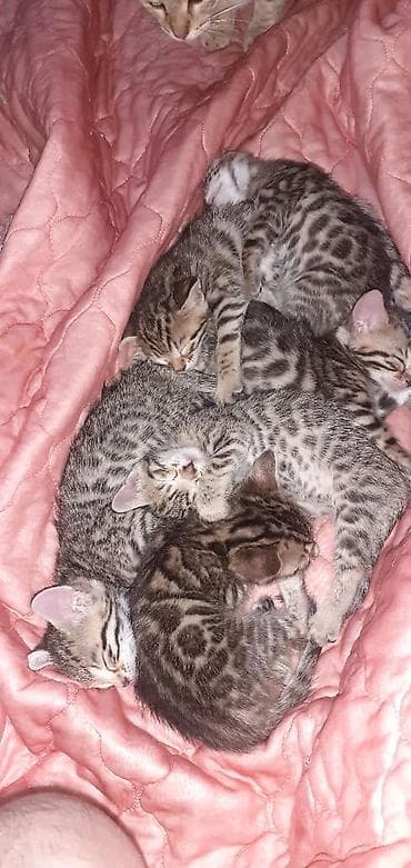 бенгальский кот домашний: Бенгальская, 1 месяц, Мальчик, Черепаховый, Приучена к лотку — 1