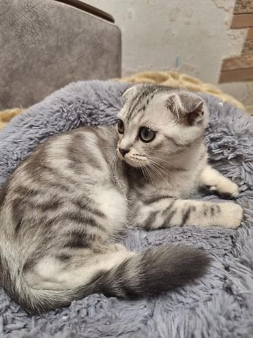 Кошки: Скотиш Фолд (Шотландская вислоухая), 2 месяца, Мальчик, Черепаховый, Приучена к лотку, Проглистована — 3