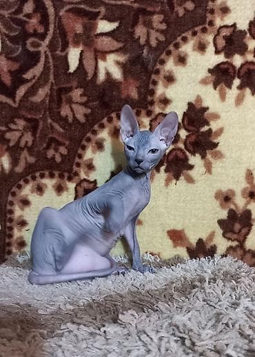 кошка сфинкс с шерстью: Продаю котят донского сфинкса, девочку черепахового окраса и мальчика — 3