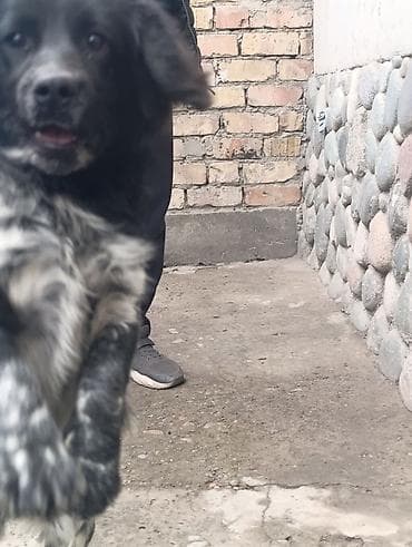 Спаниель, 4 месяца, Самец, С прививкой