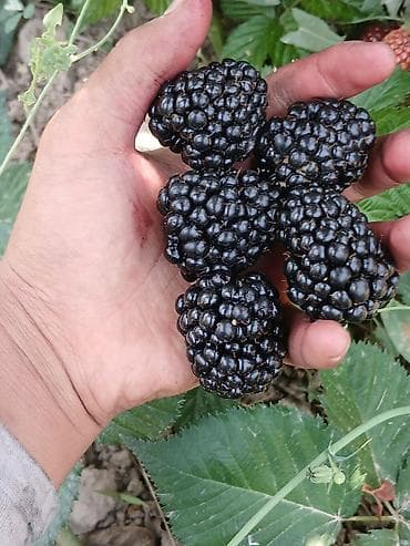 меш для баня: Ежевика Оптом — 4