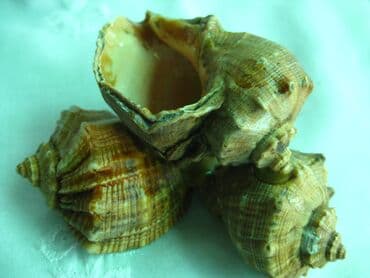 шкатулка для обручальных колец купить: Шкатулка - пепельница ракушки с Черноморского побережья
Времен СССР — 3