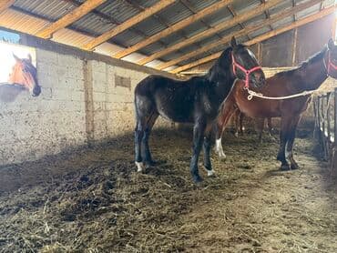 Грызуны: Продаю | Жеребенок | Для разведения | Племенные — 3