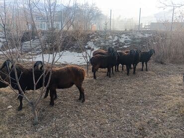 сколько стоит собака хаски щенок: Продаю | Ягненок | Гиссарская | Для разведения | Ярка — 3