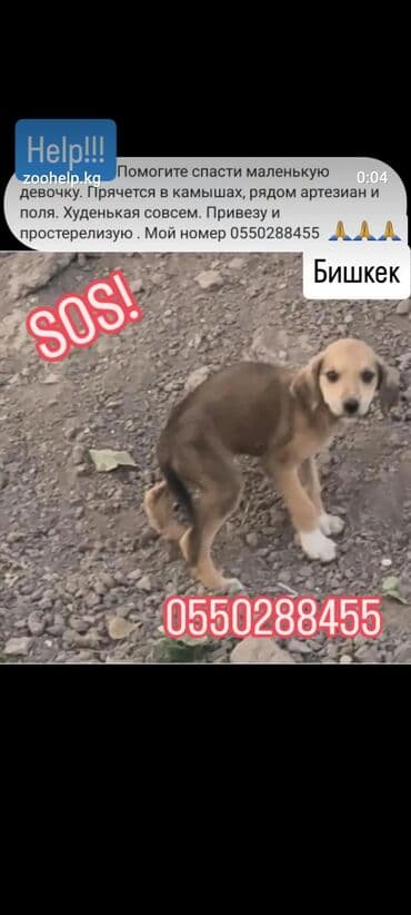 лабрадор собака: Собака даром: 2 месяца, Самка — 7
