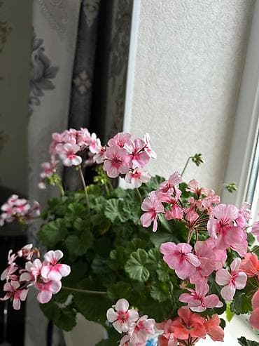 бегония крылья ангела: Пеларгония (герань) комнатная — коллекция цветущих кустов в горшках — 9