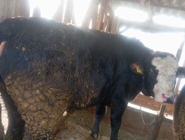 Продаю | Бык (самец) at lalafo.kg Продаю | Бык (самец)