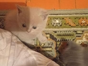 Кошки: Продаются Шатландские катята г ош — 3