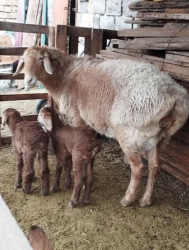 для барана: Продаю | Овца (самка) | Арашан — 4