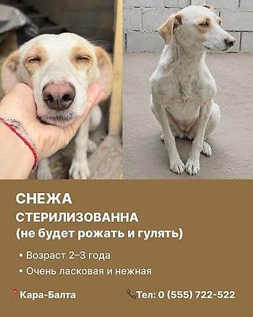 кыргыз и собака: Кара-Балта. Ищем дом для чудесных собак. 1) Ириска - Стерилизована — 3