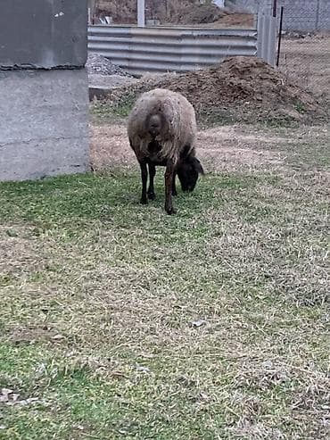 дворняжка собака: Продаю | Овца (самка), Ягненок | Гиссарская, Арашан | Для разведения | Котные, Матка, Ягнившаяся — 5