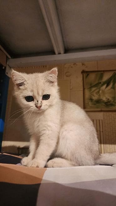 котята золотая шиншилла: Скотиш Страйт (Шотландская прямоухая), 3 месяца, Мальчик, Серебристая шиншилла, Приучена к лотку — 3