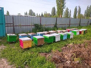 сена тук: Продаю пчёл.(отводки.) — 1