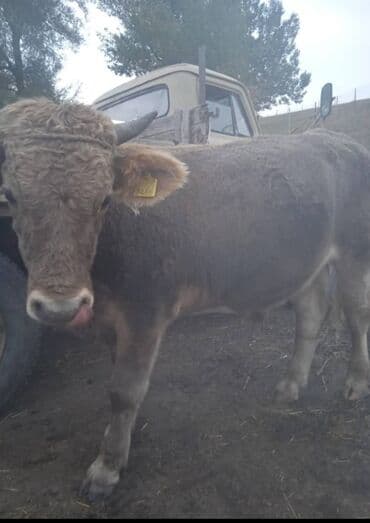 Иттер: Сатам | Бука (эркек) | Бордоп семиртүү үчүн | Байланган — 1