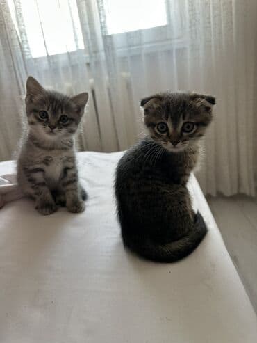 купить котёнка шотландского вислоухого: Скотиш Фолд (Шотландская вислоухая), 2 месяца, Девочка — 2